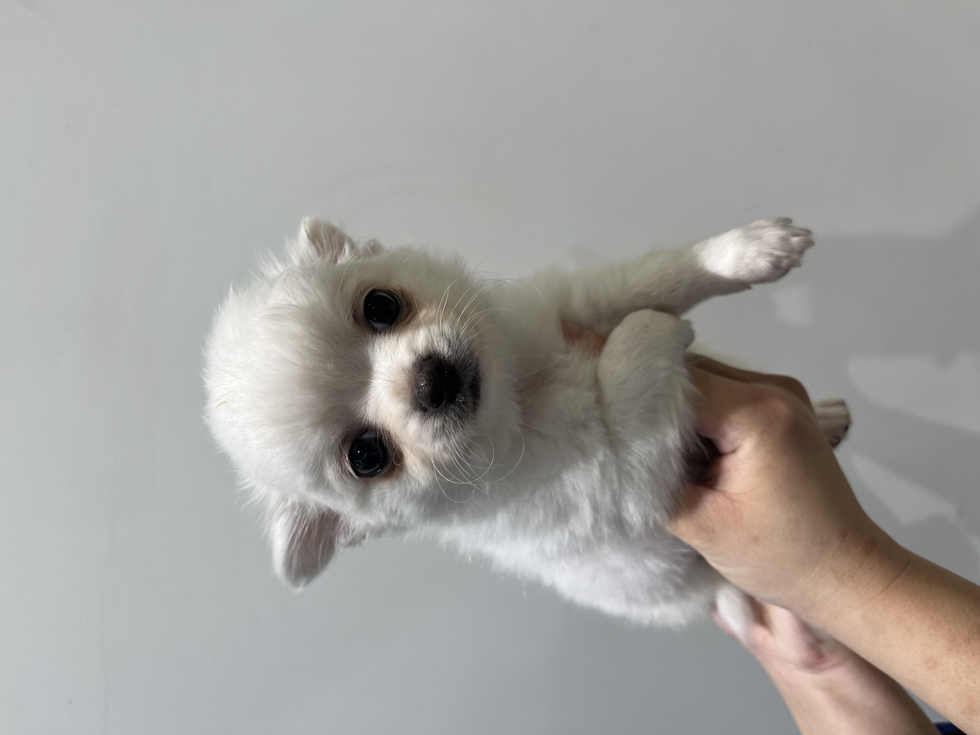 静岡県のチワワ(ロング) (ペッツワン磐田店/2026年1月30日生まれ/男の子/ホワイト)の子犬